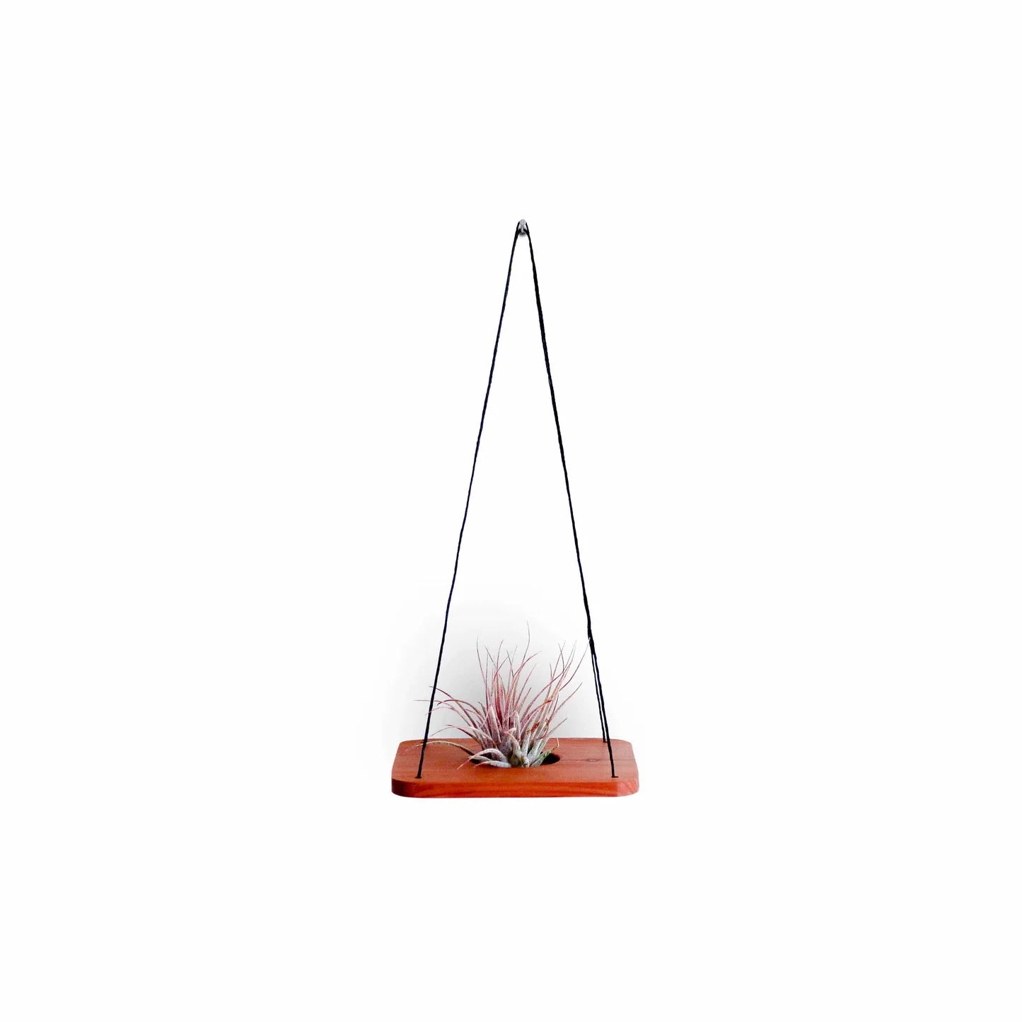 Single Swing With Air Plant