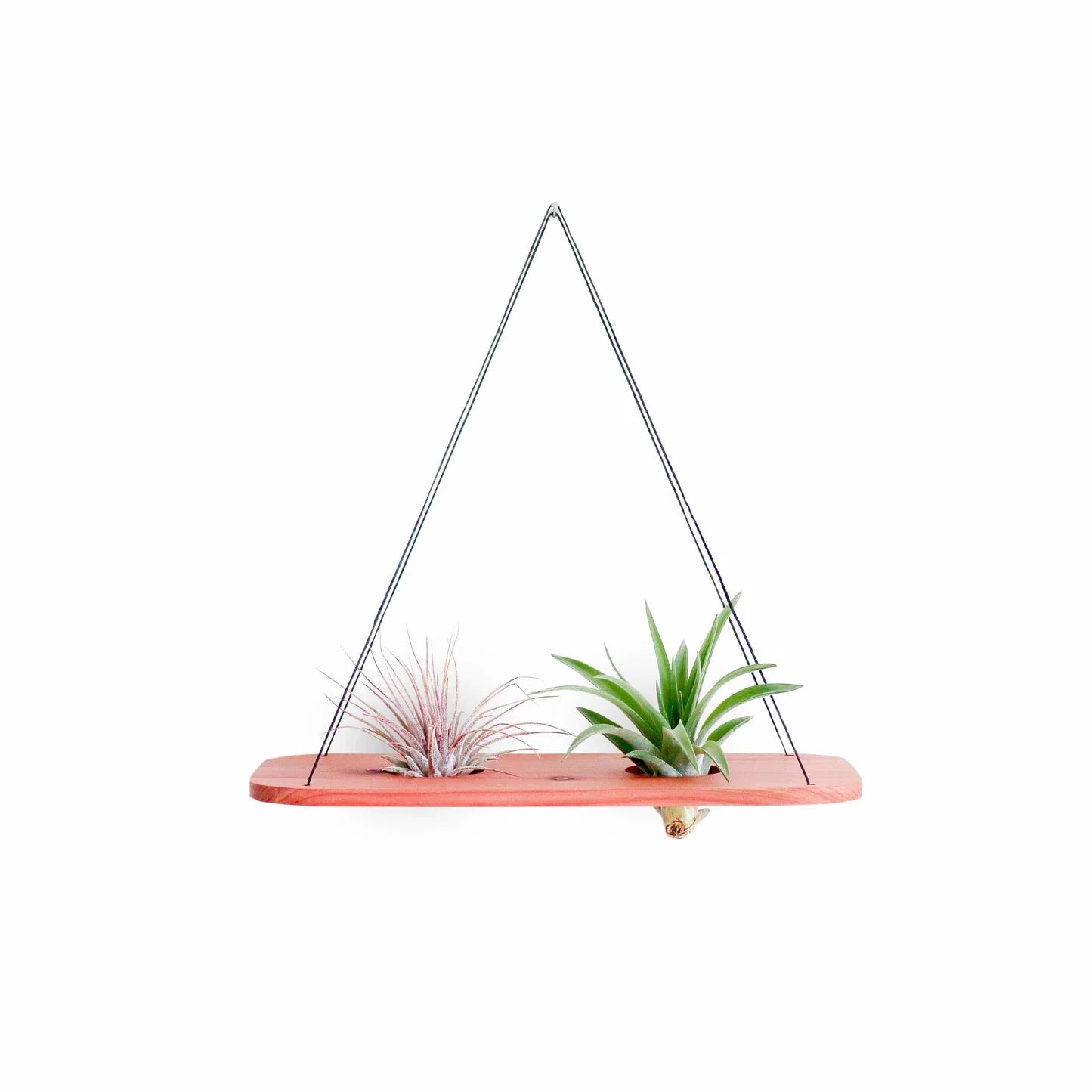 Double Swing With Air Plants