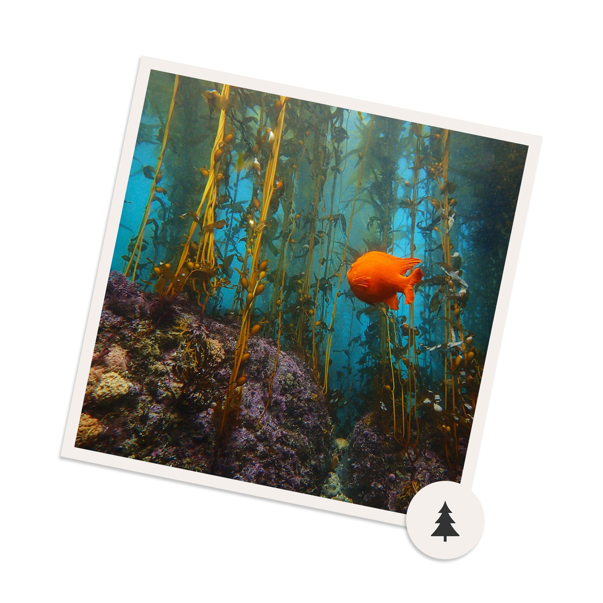 A digital gift card with an image of an orange fish swimming among brown kelp underwater.