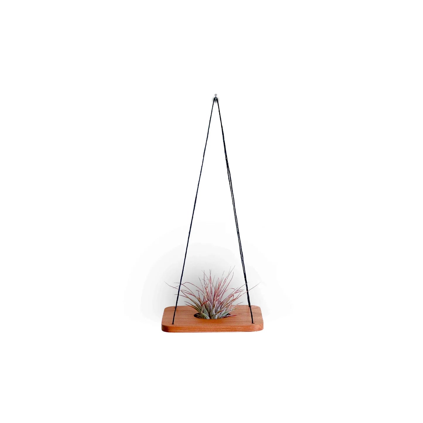 Single Swing With Air Plant