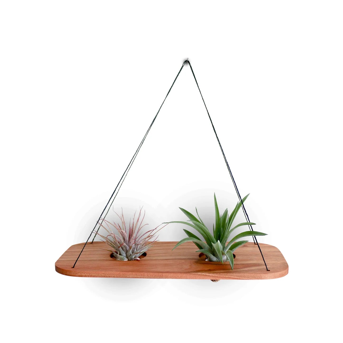 Double Swing With Air Plants