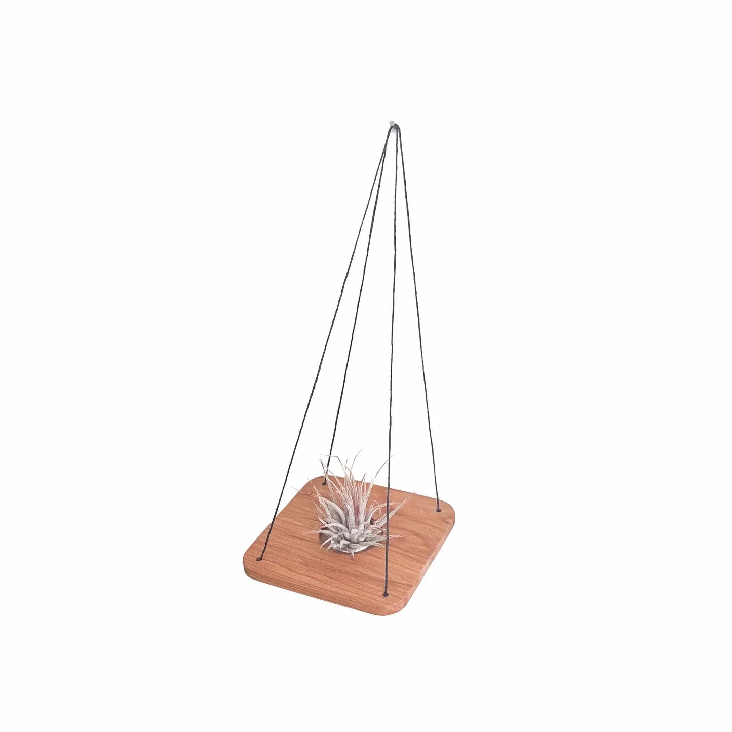 Single Swing With Air Plant