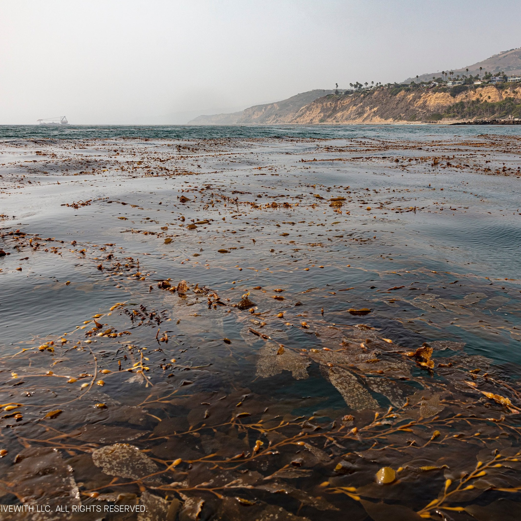 Kelp on the water surface