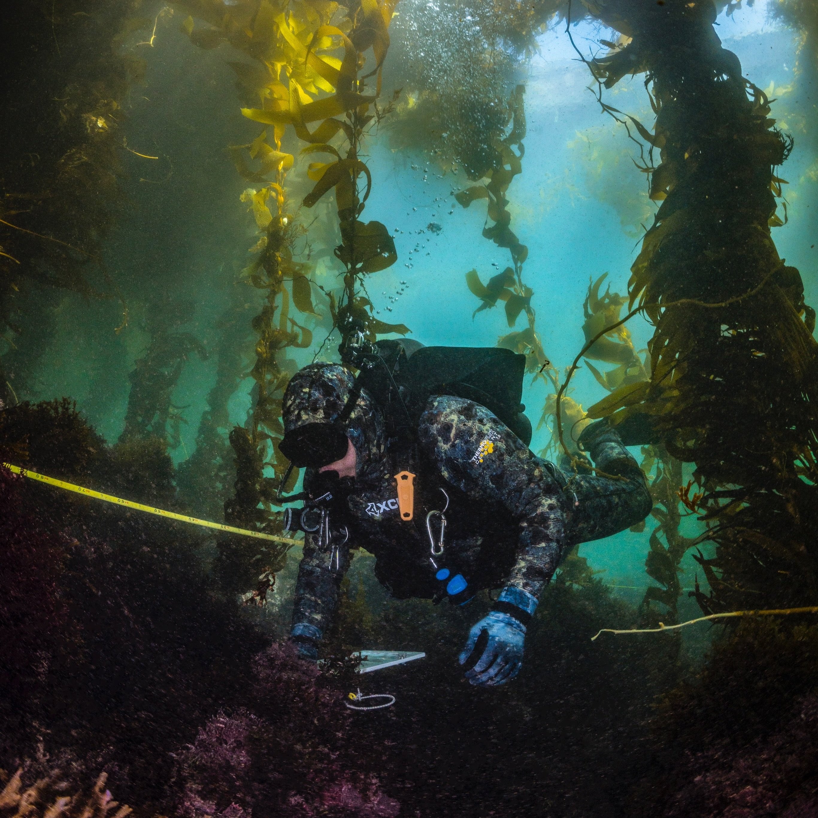 A diver scientist monitoring the growth of a restored kelp forest.