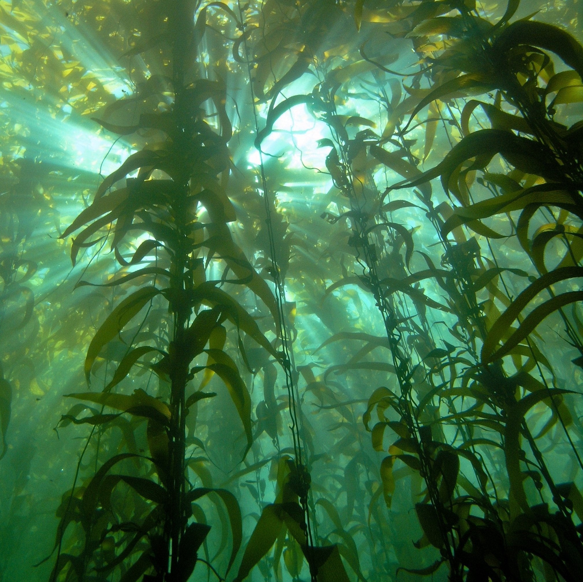 Kelp forests, or 'Sequoias of the Sea' are vital, fast-growing ecosystems providing habitat for over 1000 species of oceanic life.