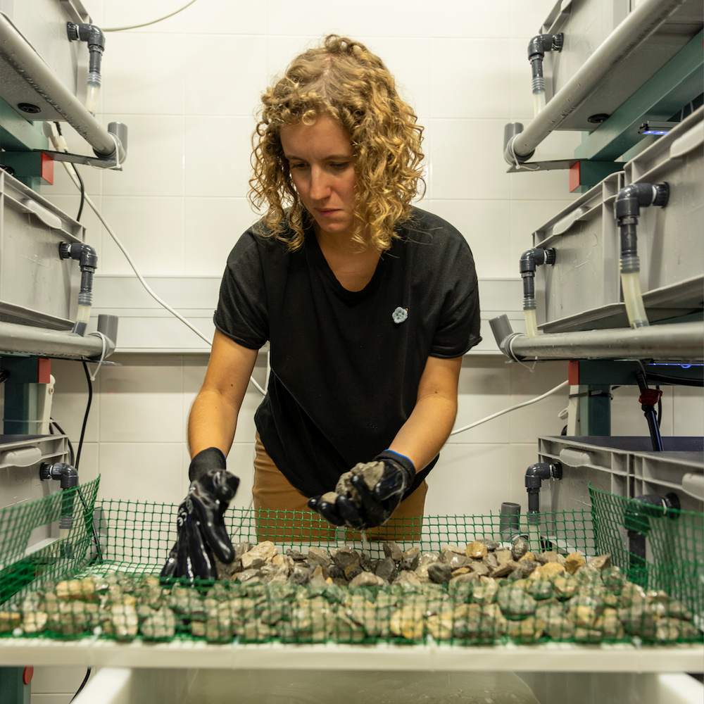 Making Green Gravel - the seeding of small stones with seaweed spores, and nurturing them on land in specialized nurseries before planting in the ocean.
