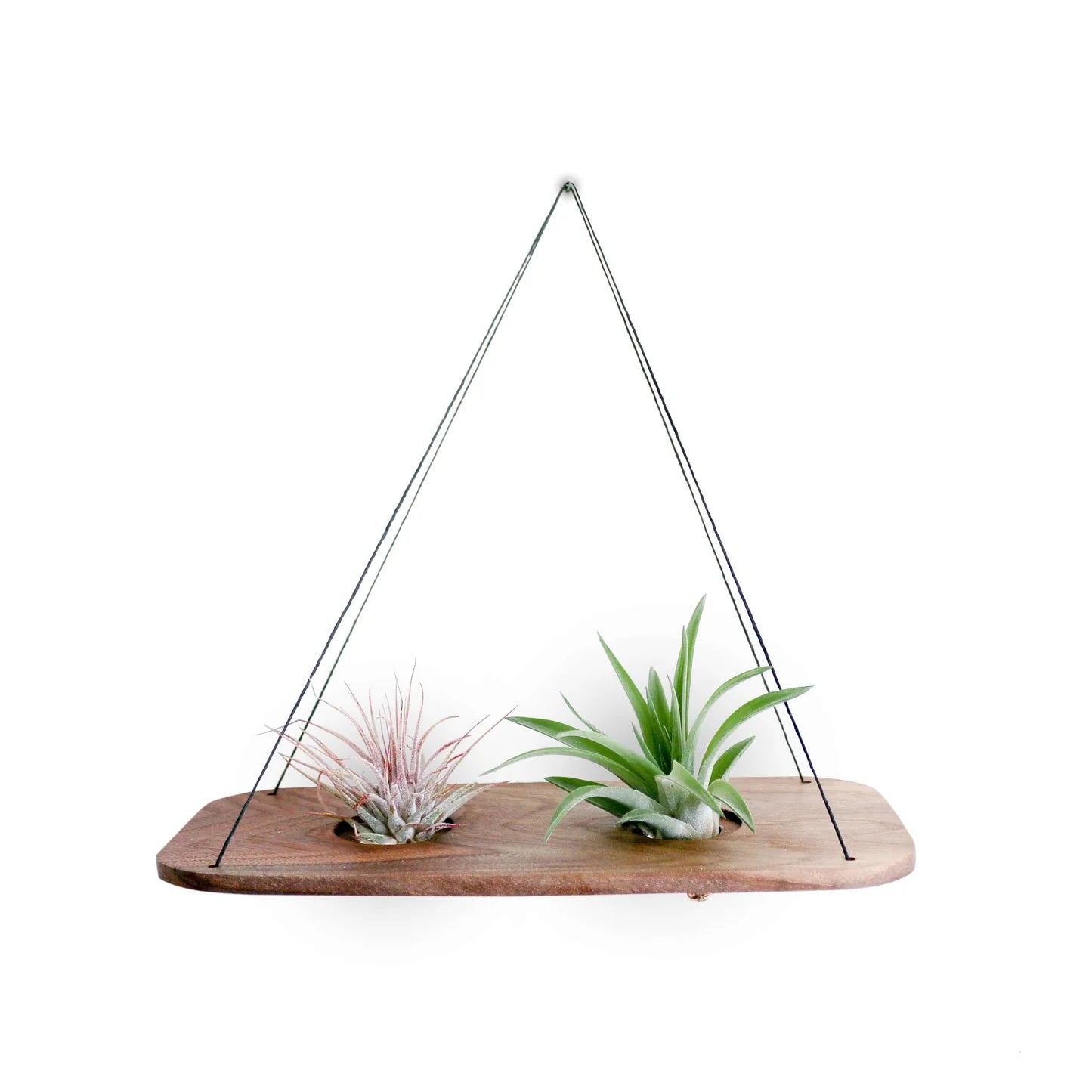 Double Swing With Air Plants