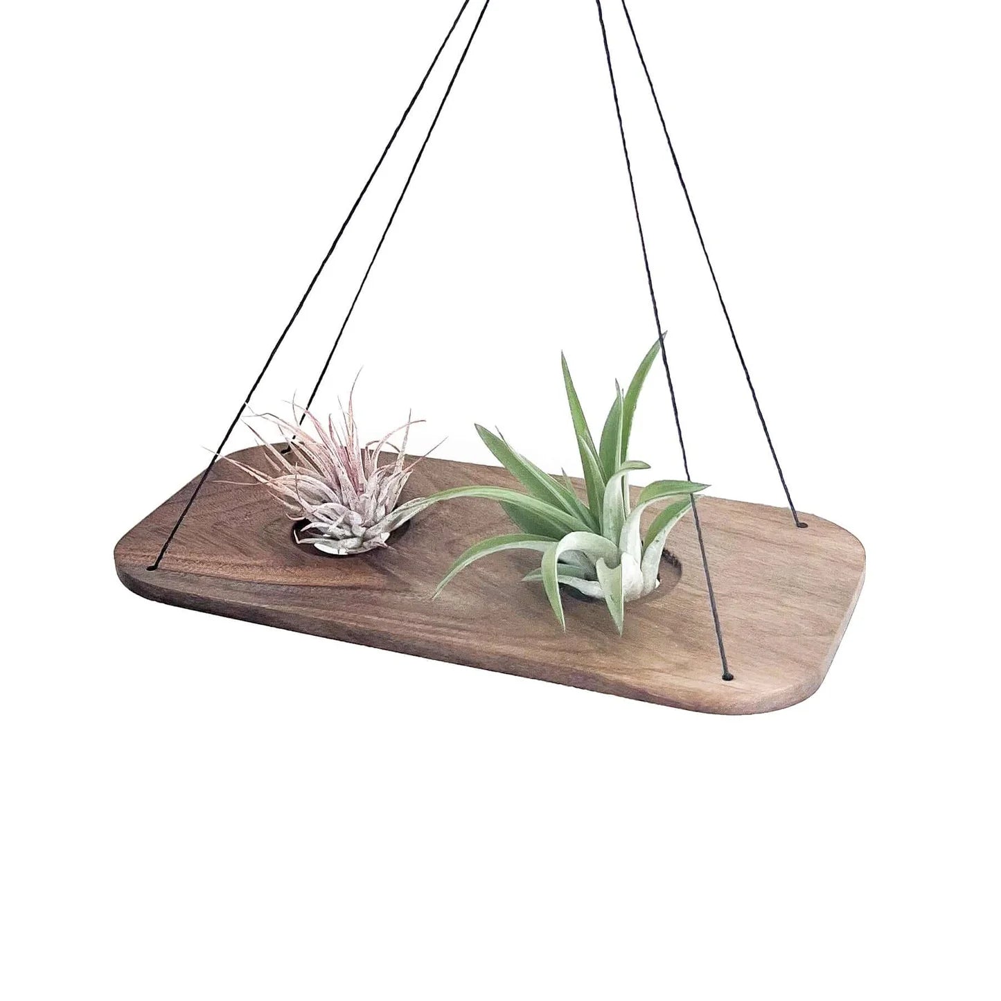 Double Swing With Air Plants