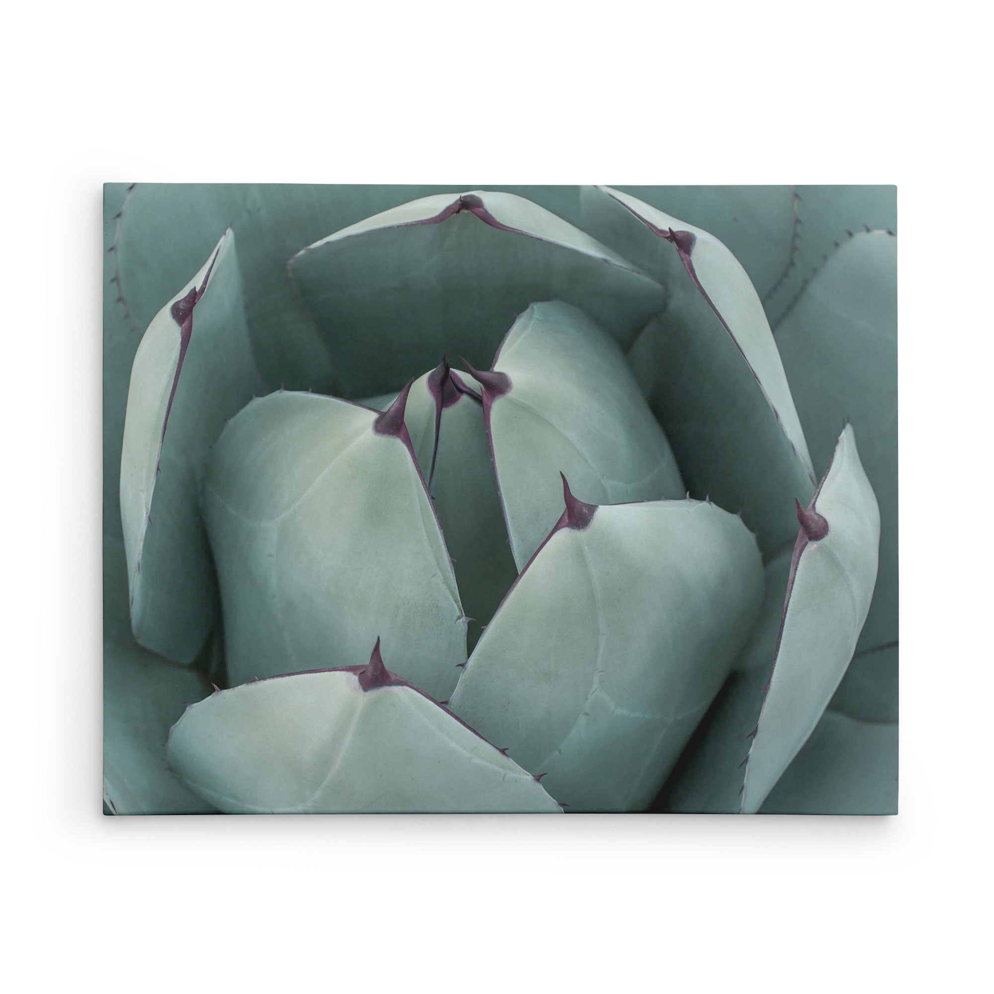 30X40 Botanical Canvas Print