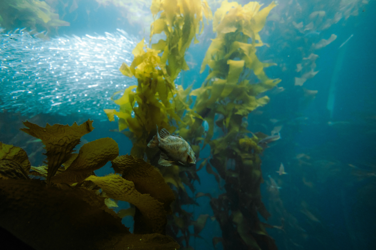 How corporate gifting funds real ocean restoration