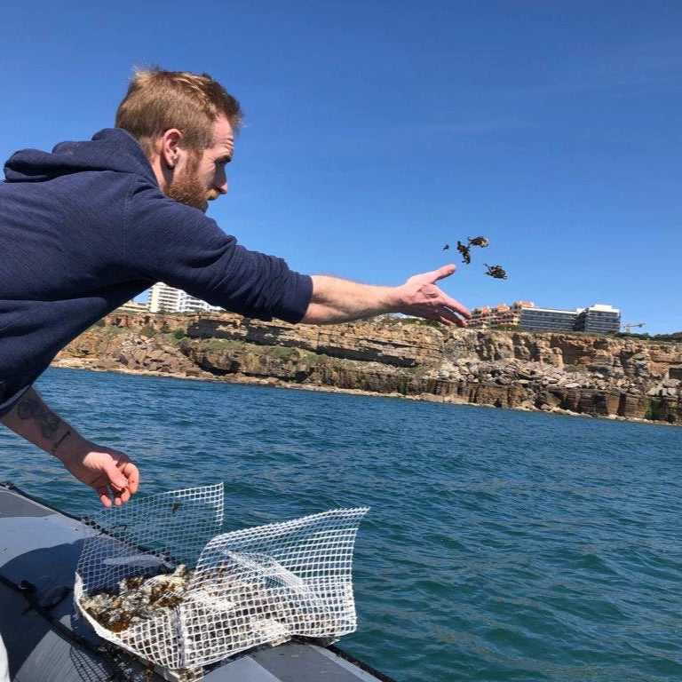 Deploying the kelp seedlings attached to Green Gravel into the wild, restoring and growing kelp forests around the world.