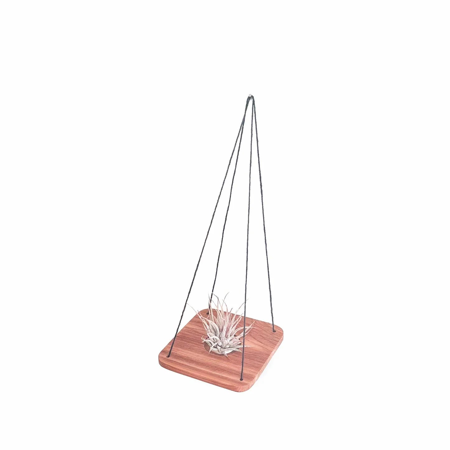 Single Swing With Air Plant