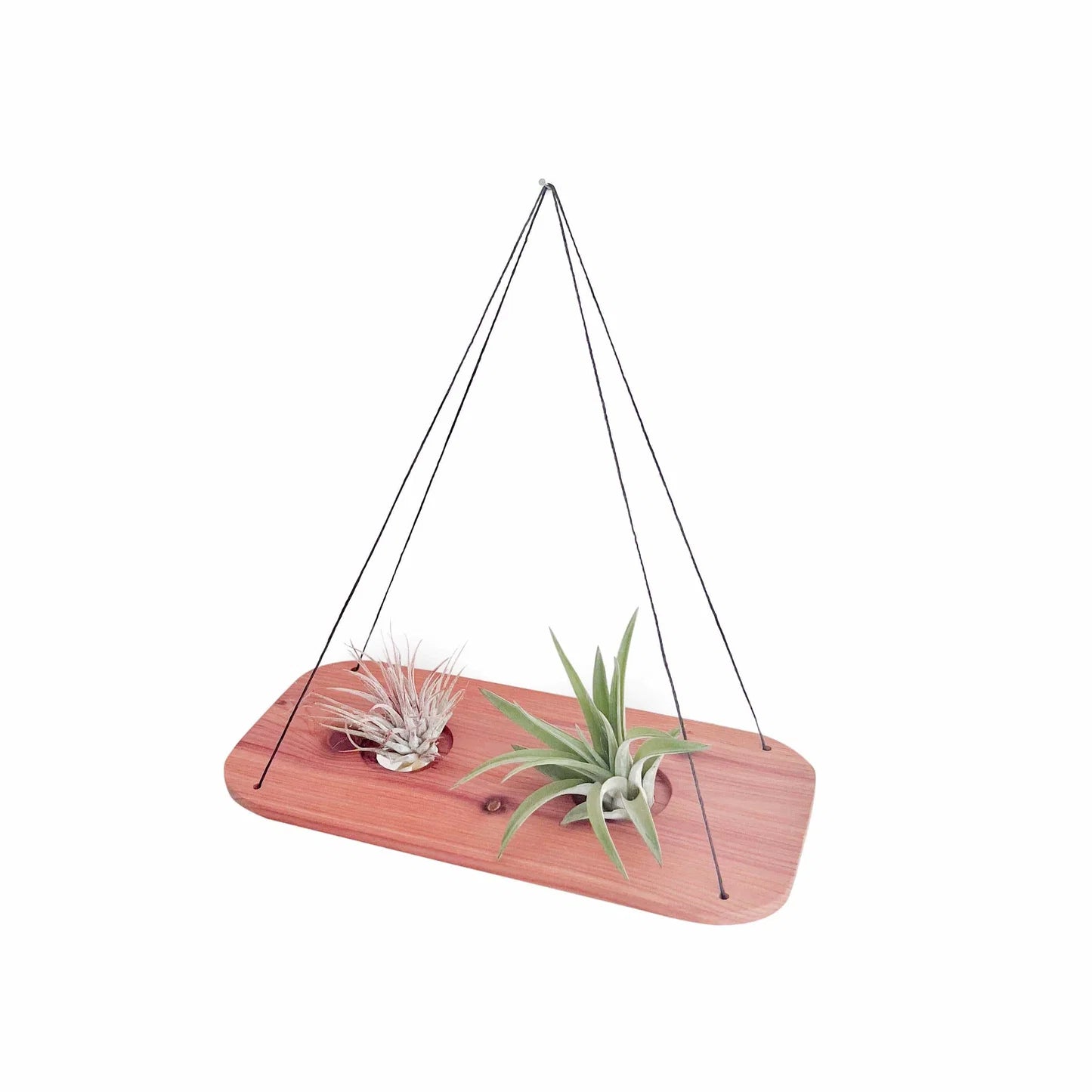 Double Swing With Air Plants