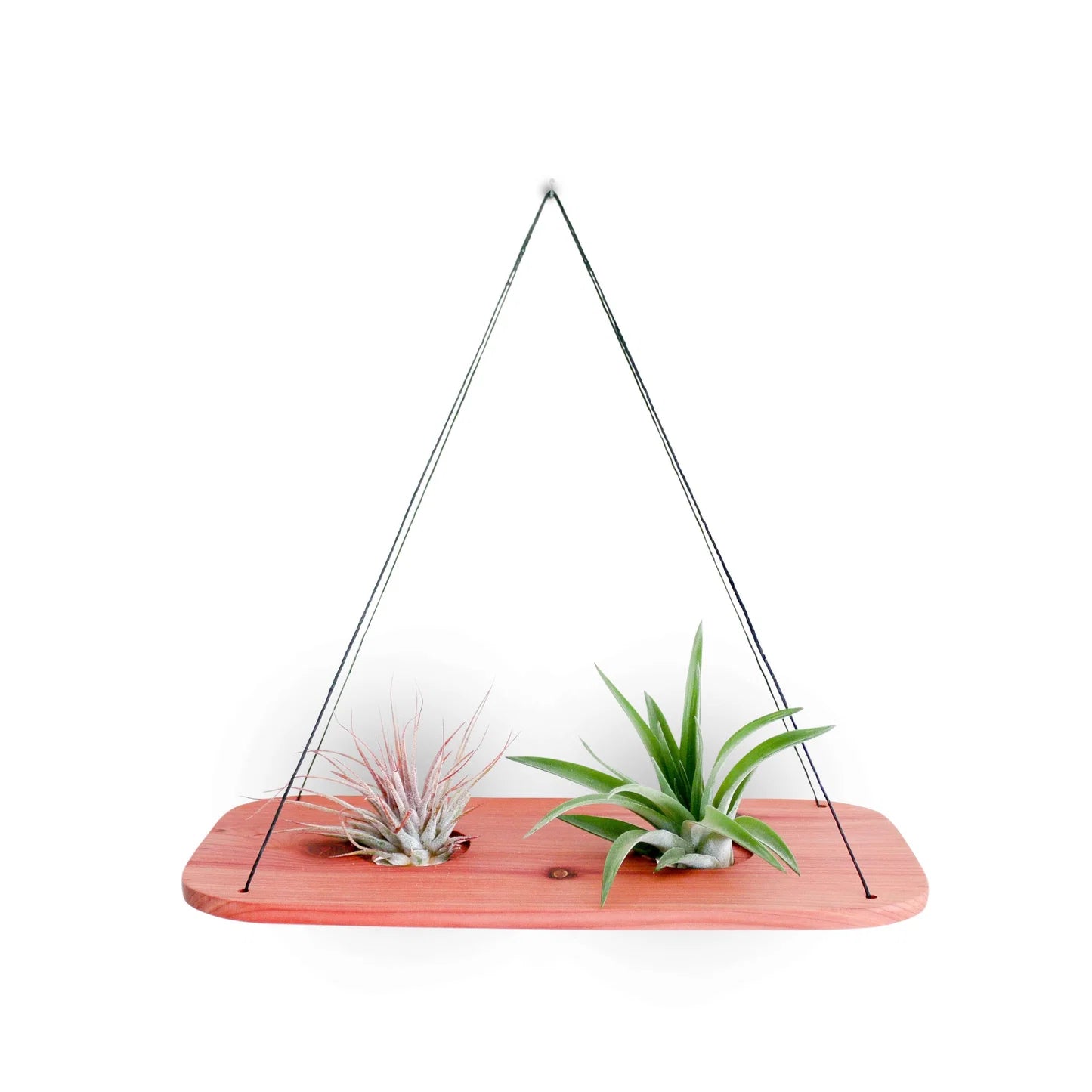 Double Swing With Air Plants