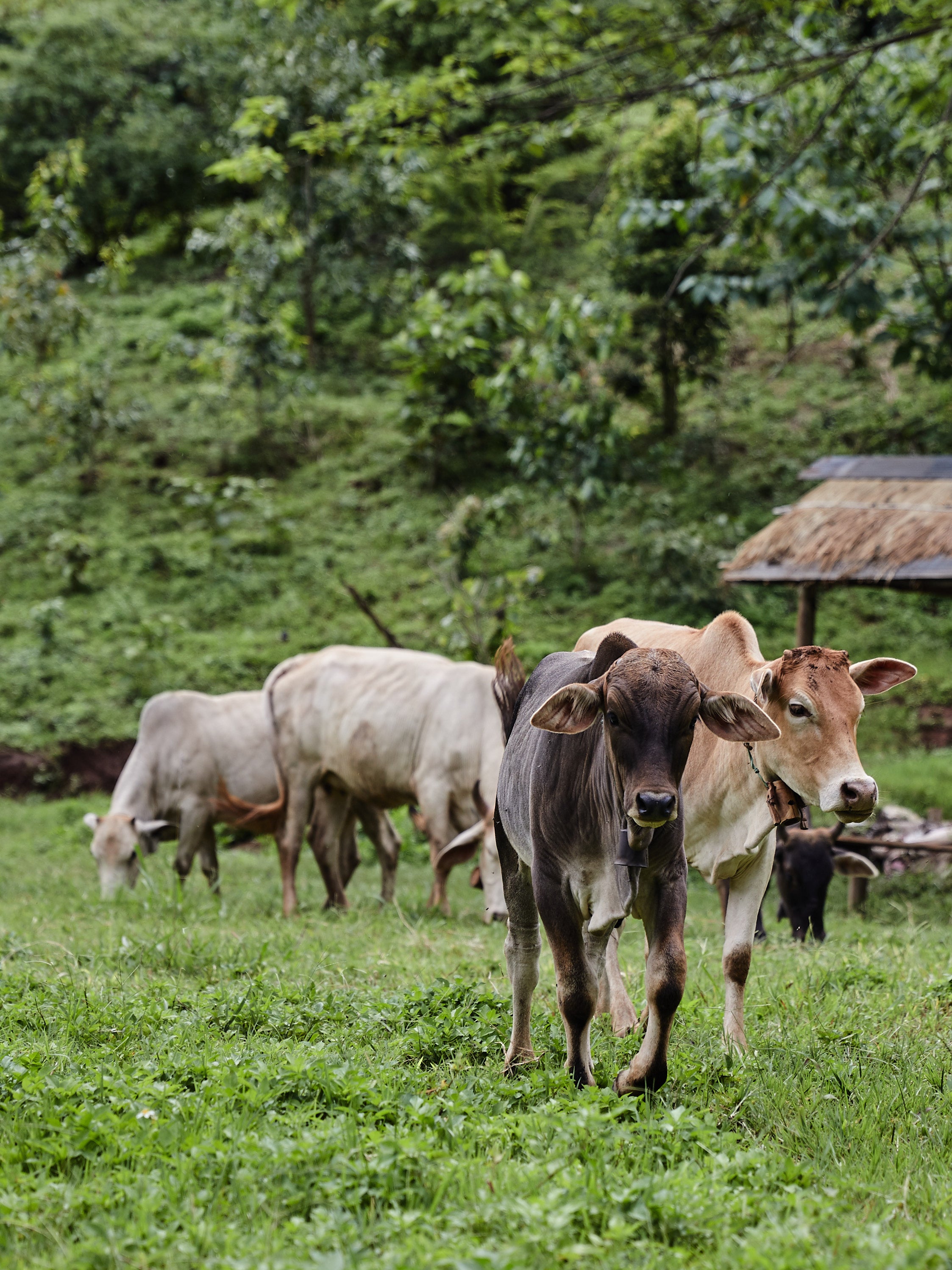 Redeem for Charity Impact: Provide 1 Day of Food for a Rescue Animal