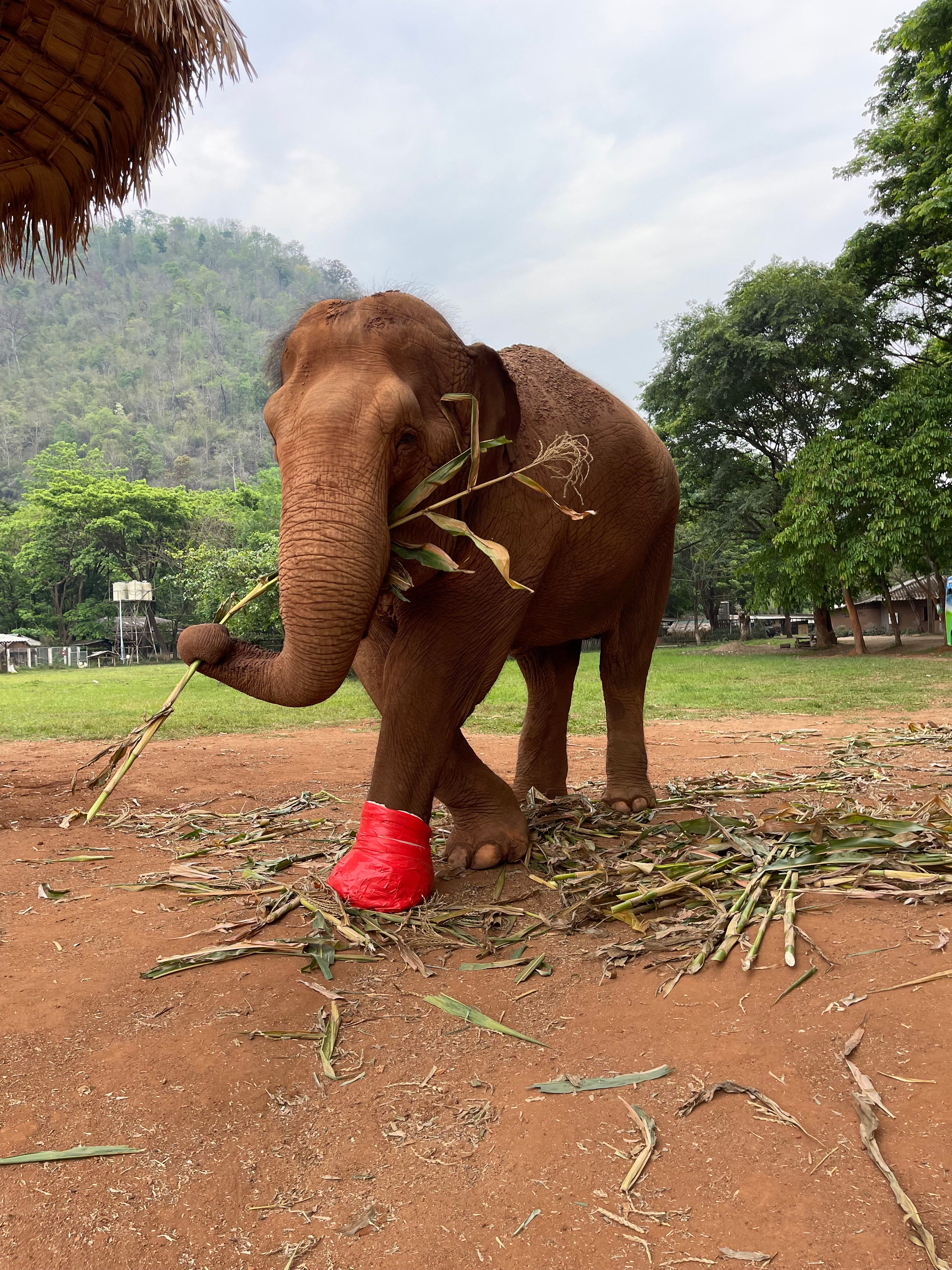 Redeem for Charity Impact: Provide 1 Day of Food for a Rescue Animal