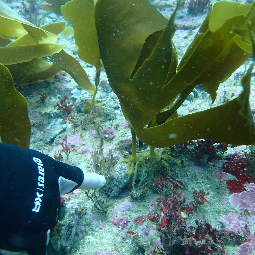 Kelp in the wild, still anchored to the 'Green Gravel' it was cultivated on.