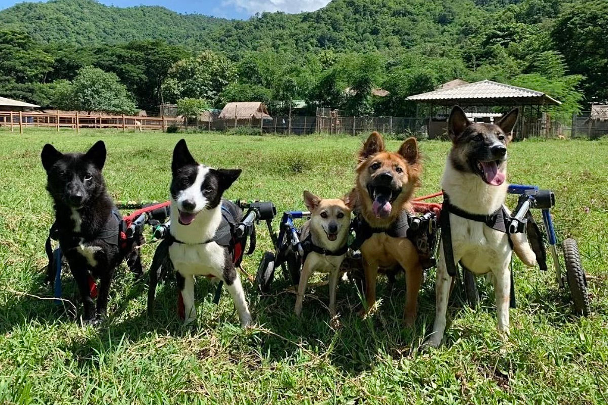 Redeem for Charity Impact: Provide 1 Day of Food for a Rescue Animal