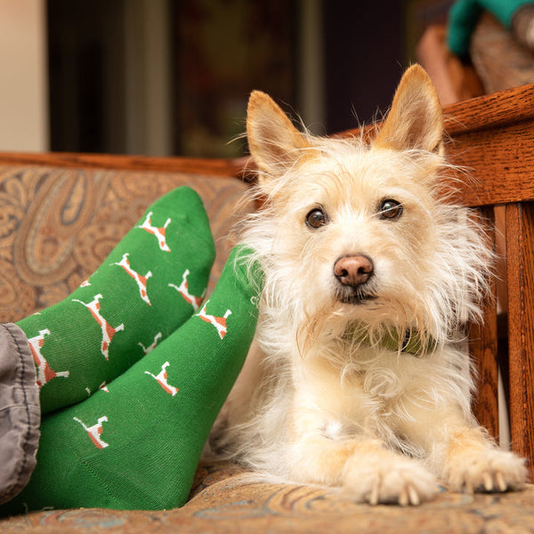 Socks that Protect Dogs