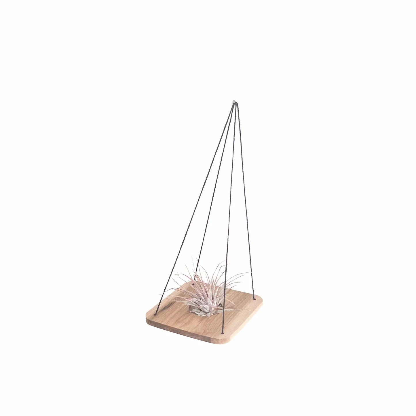 Single Swing With Air Plant