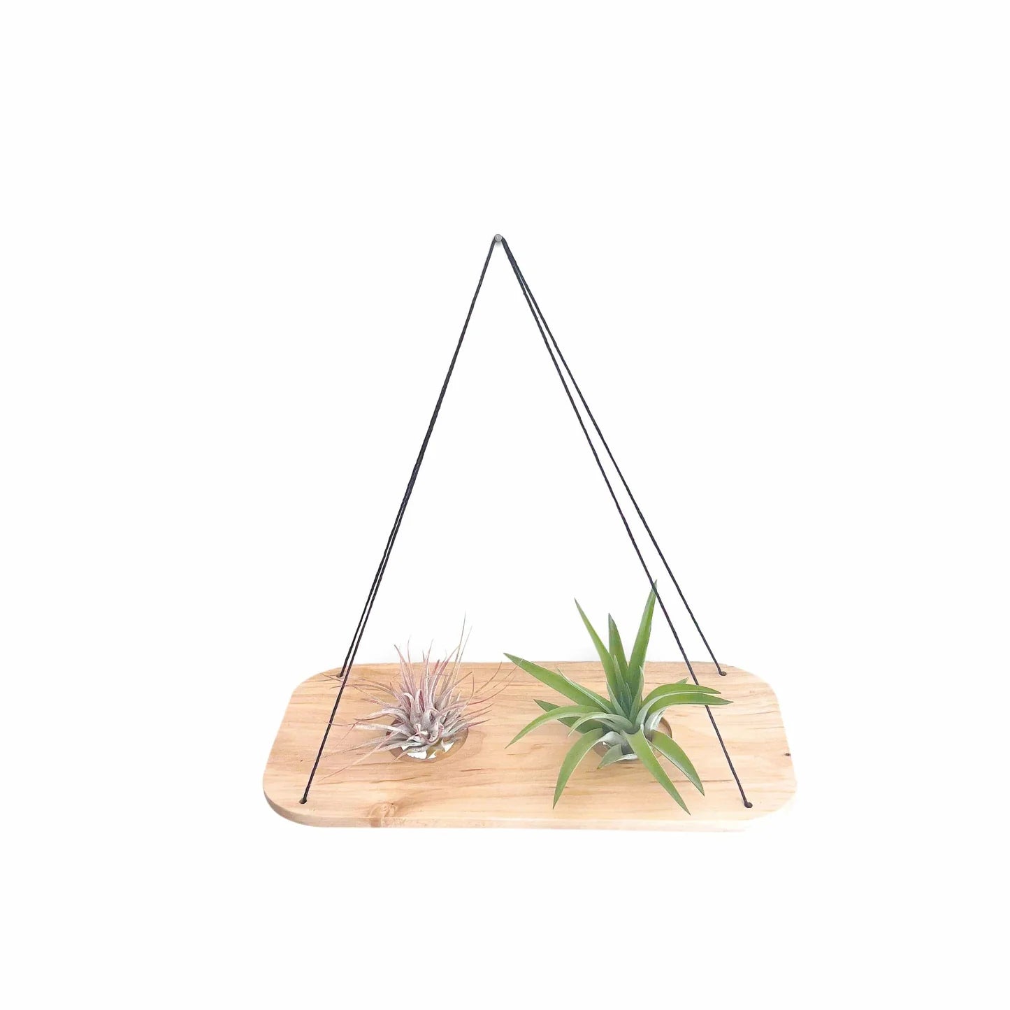 Double Swing With Air Plants