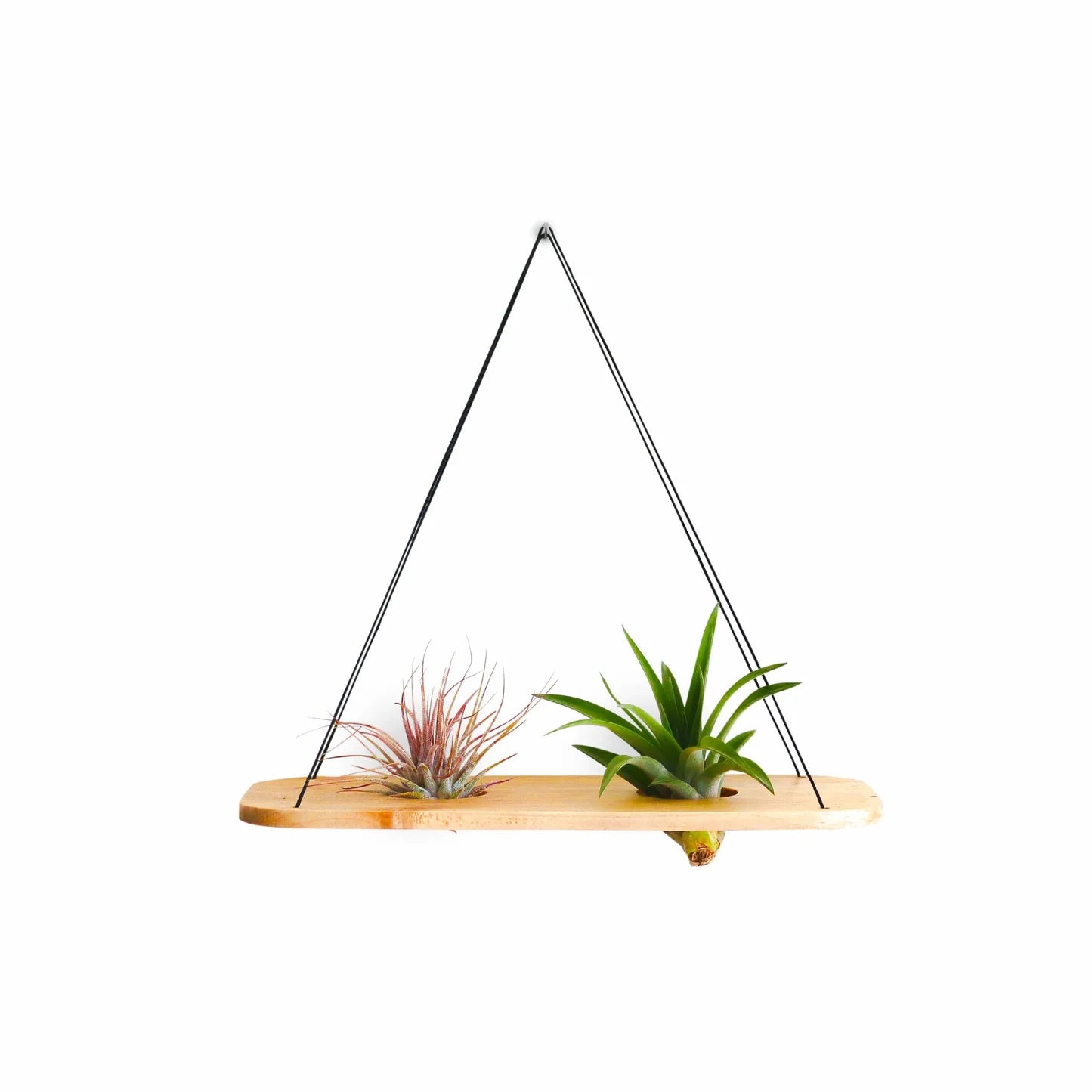 Double Swing With Air Plants