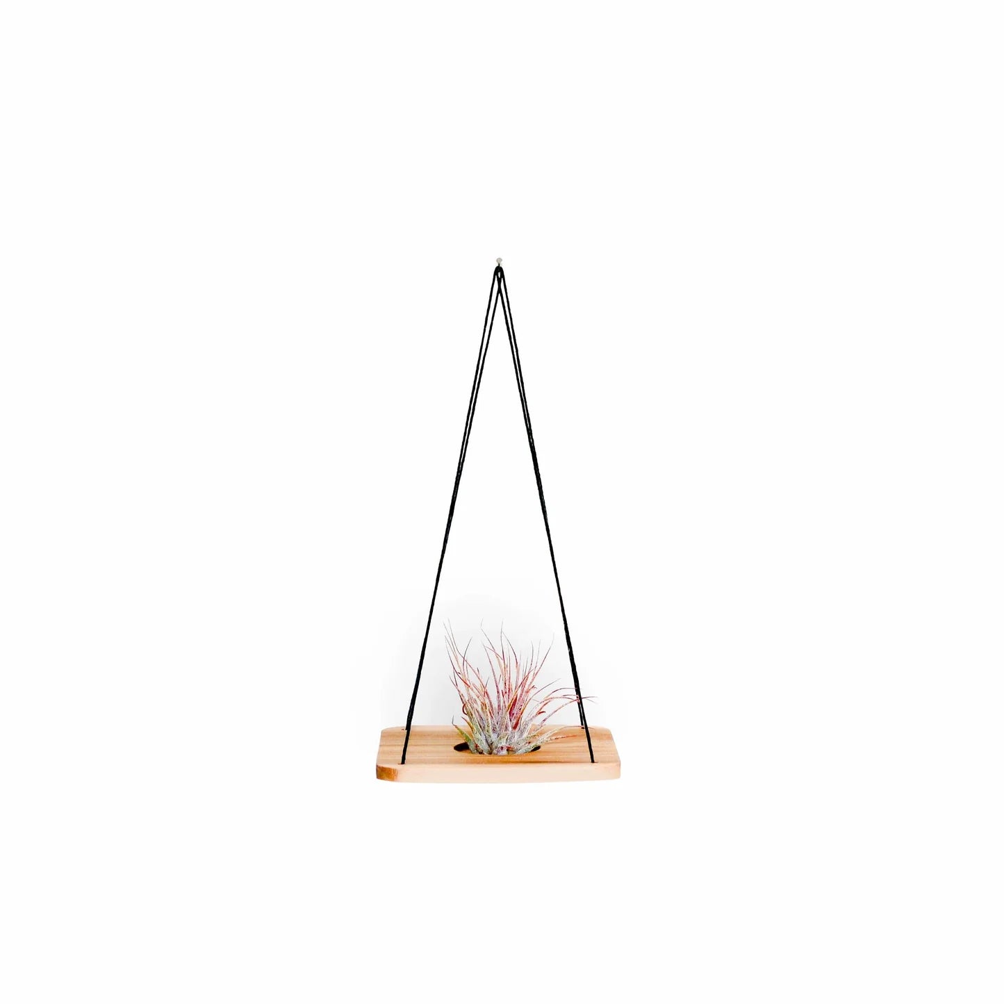 Single Swing With Air Plant