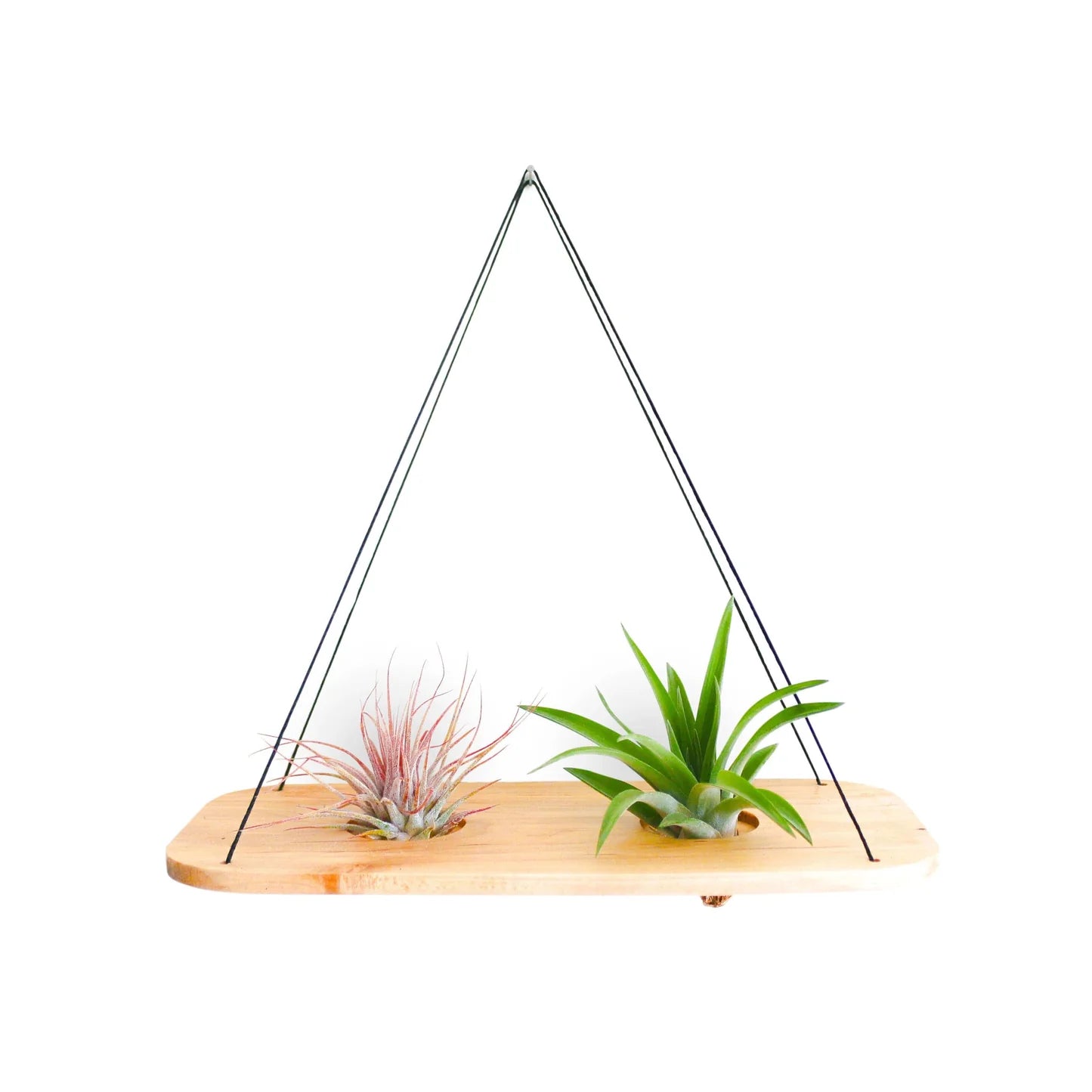 Double Swing With Air Plants