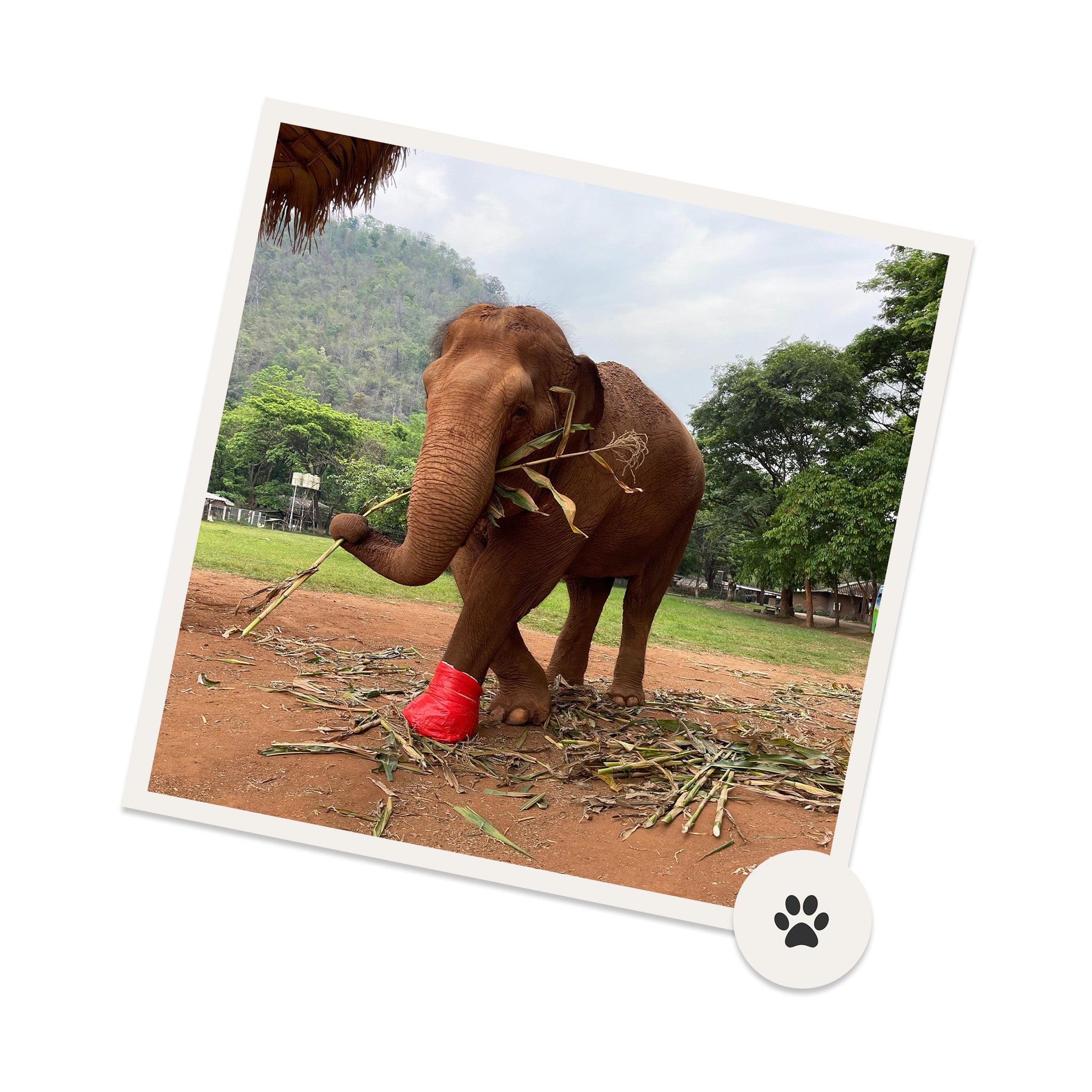 Redeem for Charity Impact: Provide 1 Day of Food for a Rescue Animal