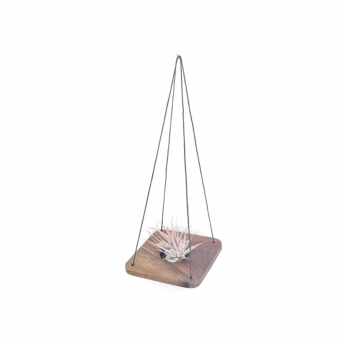 Single Swing With Air Plant