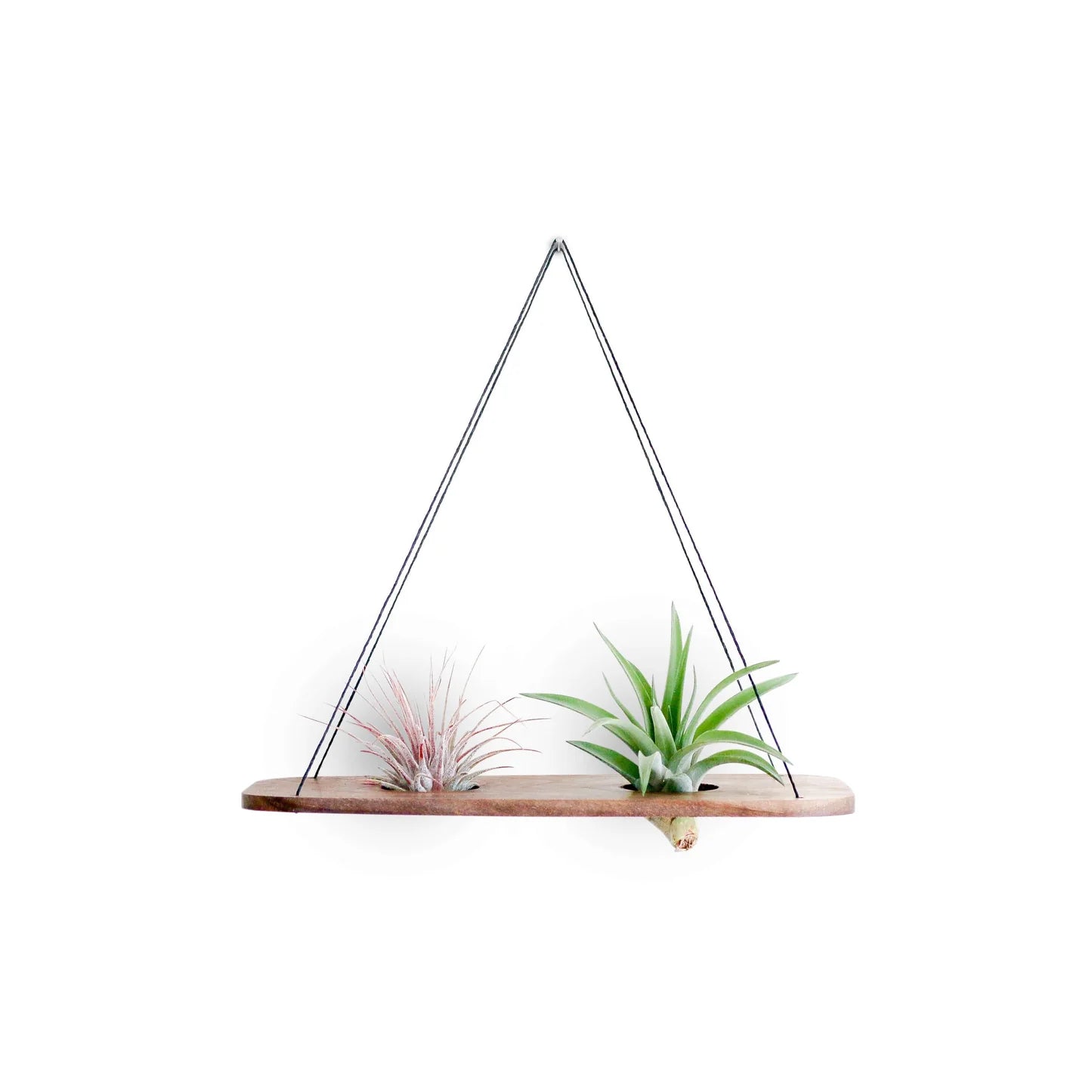 Double Swing With Air Plants