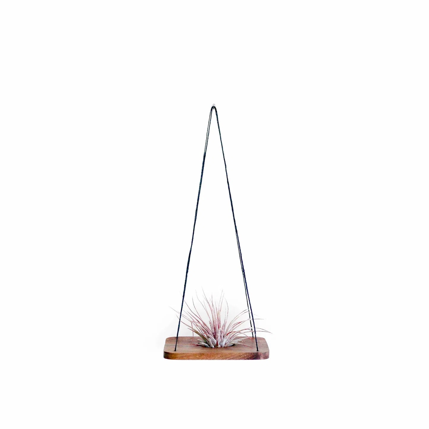Single Swing With Air Plant