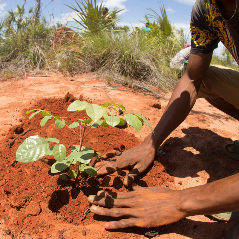 Plant A Tree In Your Honor Card