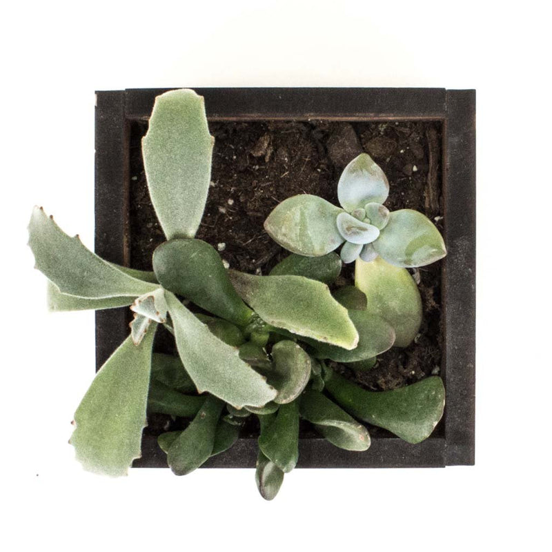 Square Desktop Planter