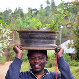 Employee of the Month Tree, We Plant 10 More Trees